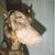 Judi Mahi Mahi's profile image