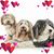 Cathy McLaren's profile image