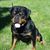 Pattee Templin's profile image