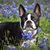 Sherrie Delz's profile image