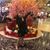 Preeti Sharma's profile image