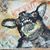 Claudia O'Driscoll's profile image