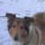 Mary Ellen Sibigtroth's profile image