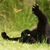 Andrew Lindenburgh's profile image