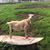 Becky Kneeland Calandri's profile image