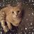 Missy Biederman Scuro's profile image