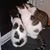 Carolyn Troufield Haynes's profile image