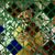 Andrea Altavela's profile image