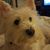 Sherry Ritchie's profile image