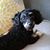 Connie Shippee Lovingood's profile image