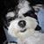 Laurie Lat's profile image