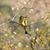 Lyttle Bird's profile image