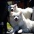 Peter J. Koester's profile image