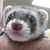 Joyce Moyer Key's profile image