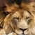 Luis Montalvo's profile image