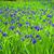 Laurie Cadieux-Evans's profile image