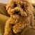 Jennie Kresge Cook's profile image