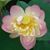 Ann McCulloh's profile image