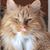 Cheshire Kat's profile image