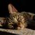 Dolly Bendall Burdett's profile image