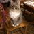 Gail Williams's profile image