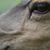 Paula Crean's profile image
