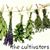 Cultivators Grow's profile image