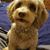 Traci Grimm Beck's profile image