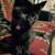 Dawn Rideout's profile image