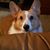 David Gottschalk's profile image