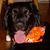 Kevin Mulcahey's profile image