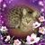 Tammy Hill's profile image