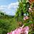 Jessica Brown Corriher's profile image