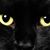 Michele Chabot's profile image