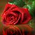 Dolores Zambrano's profile image
