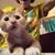 Nikol Reber's profile image
