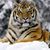 Debbie Kempf King's profile image