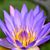 Karin Hester's profile image
