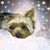 Dawn Barrett-Schmidt's profile image
