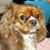 Ronni Moore's profile image