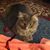 Bonnie Campbell's profile image