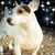 Lynne Andrews Flippin's profile image