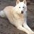 David Whitewolf's profile image