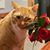 Linda Belmont Johnson's profile image