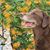 Alice Ackerman McCormick's profile image