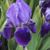 Teresa Stivers Elwood's profile image