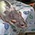 Rose Wright-Hamrell's profile image