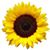 Valerie Wendt's profile image
