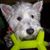 Elaine Atchison's profile image