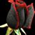 Jennings Lydia's profile image